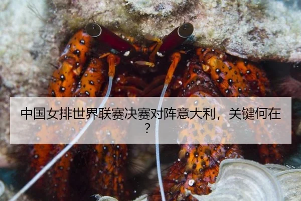 中国女排世界联赛决赛对阵意大利，关键何在？
